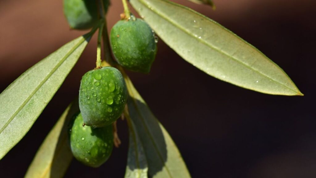 Zeytin Yaprağı Çayının Faydaları Nelerdir Faydalari net