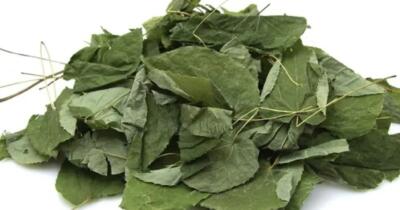 Azgın Teke Otunun Faydaları Nelerdir?