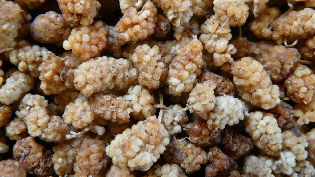 Beyaz Dut Kurusu Çayının Faydaları Nelerdir?