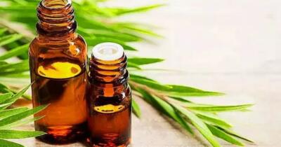 Çay Ağacı Yağının Faydaları Nelerdir?