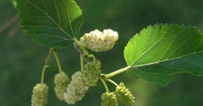 Dut Yaprağının Faydaları Nelerdir?