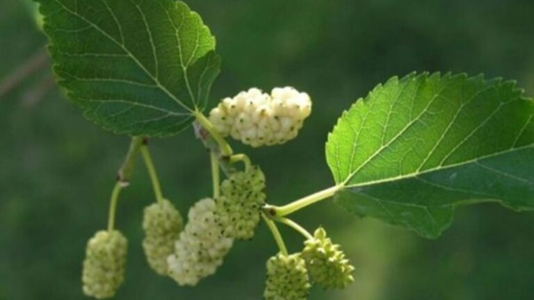 Dut Yaprağının Faydaları Nelerdir?