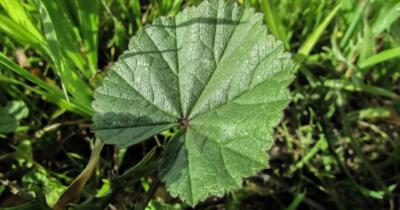Ebegümeci Otunun Faydaları Nelerdir?