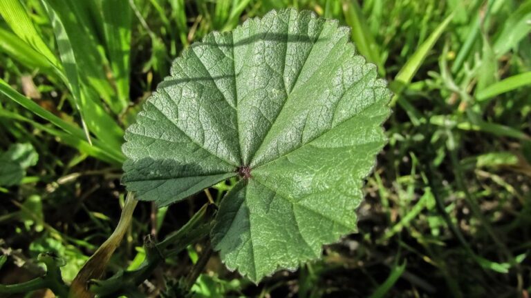Ebegümeci Otunun Faydaları Nelerdir?