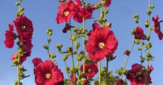 Hatmi Çiçeğinin Faydaları Nelerdir?