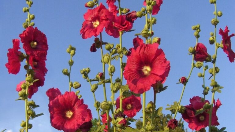Hatmi Çiçeğinin Faydaları Nelerdir?