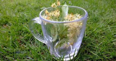 Ihlamur Çayının Faydaları Nelerdir?