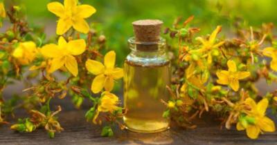 Kantaron Yağı Ne İçin Kullanılır Faydaları Nelerdir?