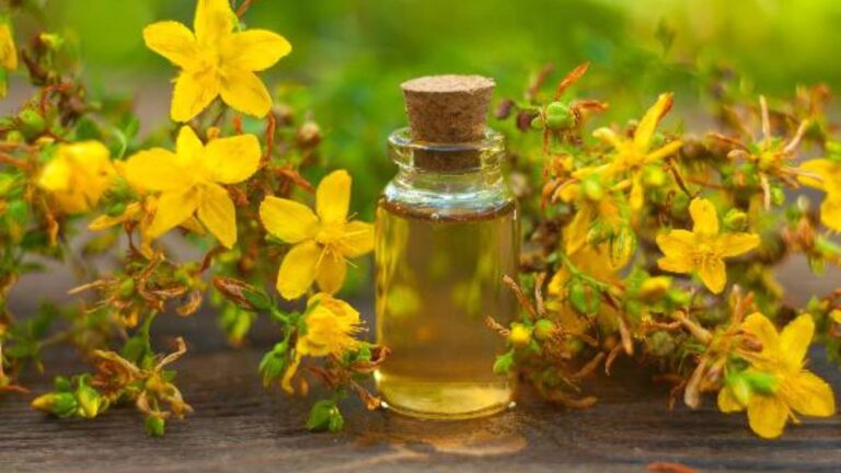 Kantaron Yağı Ne İçin Kullanılır Faydaları Nelerdir?