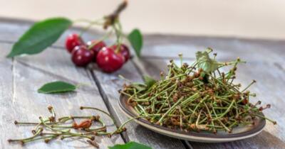 Kiraz Sapı Çayının Faydaları Nelerdir?