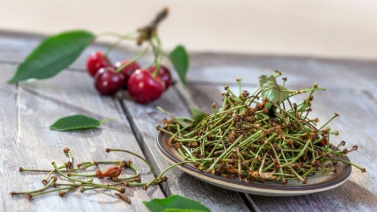 Kiraz Sapı Çayının Faydaları Nelerdir?