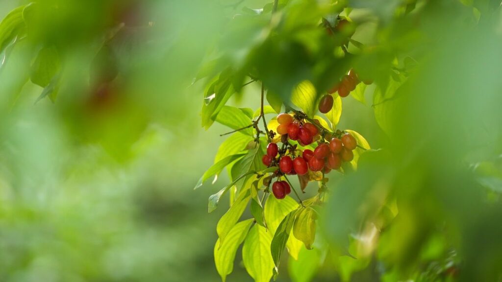 Kızılcığın Faydaları Nelerdir?