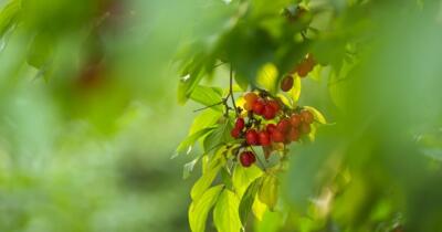 Kızılcığın Faydaları Nelerdir?