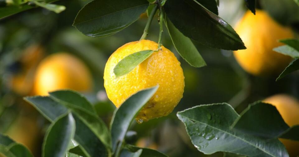 Limonun Faydaları Nelerdir?