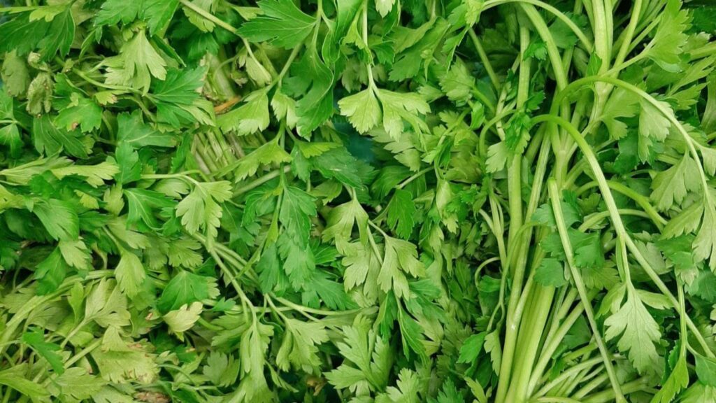 Maydonoz'un Faydaları Nelerdir?