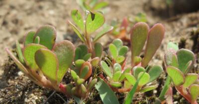 Semizotunun Faydaları Nelerdir?