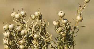 Üzerlik Otunun Faydaları Nelerdir?
