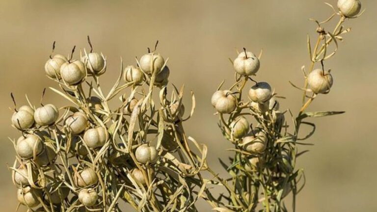 Üzerlik Otunun Faydaları Nelerdir?