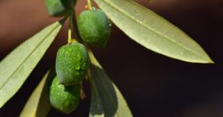 Zeytin Yaprağı Çayının Faydaları Nelerdir?