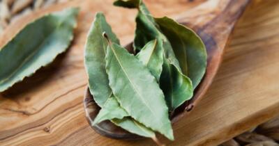 Defne Yaprağının Faydaları Nelerdir?