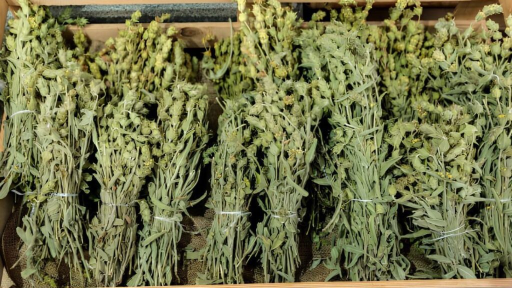 Yayla Çayının Faydaları Nelerdir?