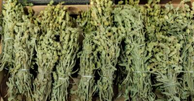 Yayla Çayının Faydaları Nelerdir?