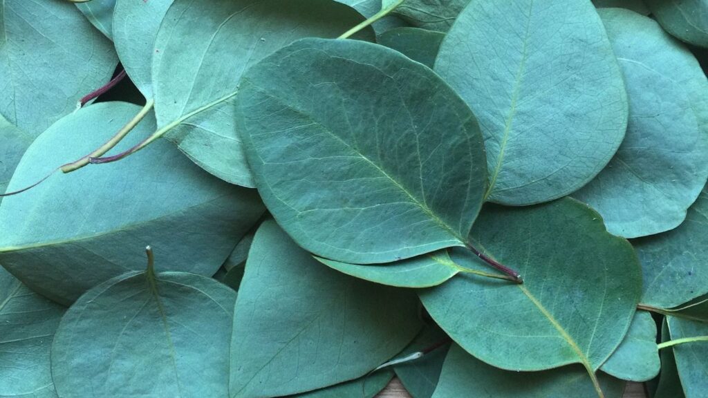 Okaliptusun Faydaları Nelerdir?