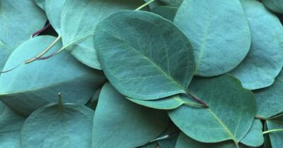 Okaliptusun Faydaları Nelerdir?