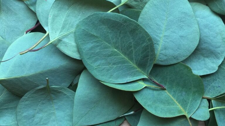 Okaliptusun Faydaları Nelerdir?