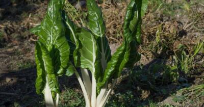 Pazının Faydaları Nelerdir?