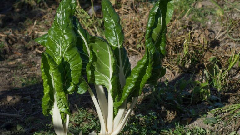 Pazının Faydaları Nelerdir?