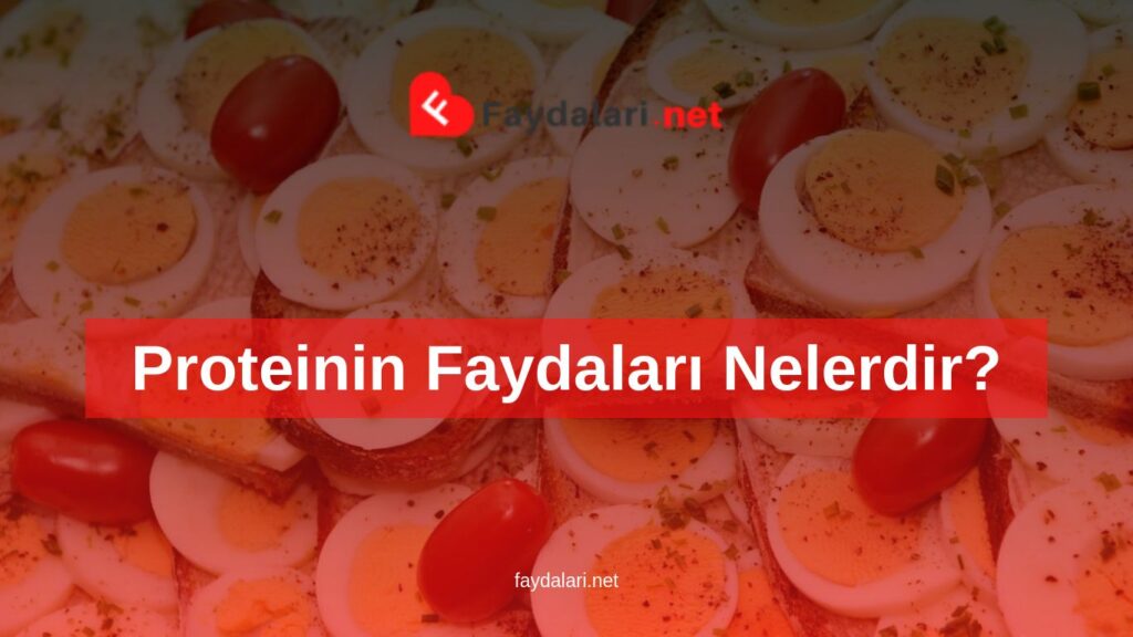 Proteinin Faydaları Nelerdir?
