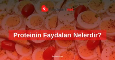 Proteinin Faydaları Nelerdir?