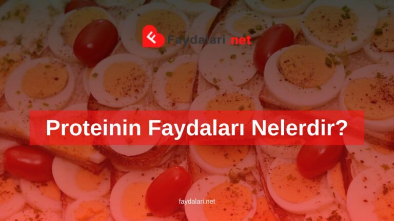 Proteinin Faydaları Nelerdir?