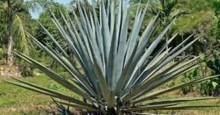 agave