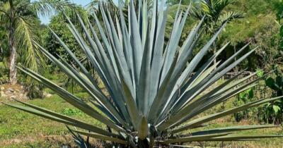 agave