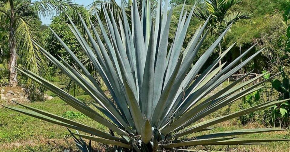 agave