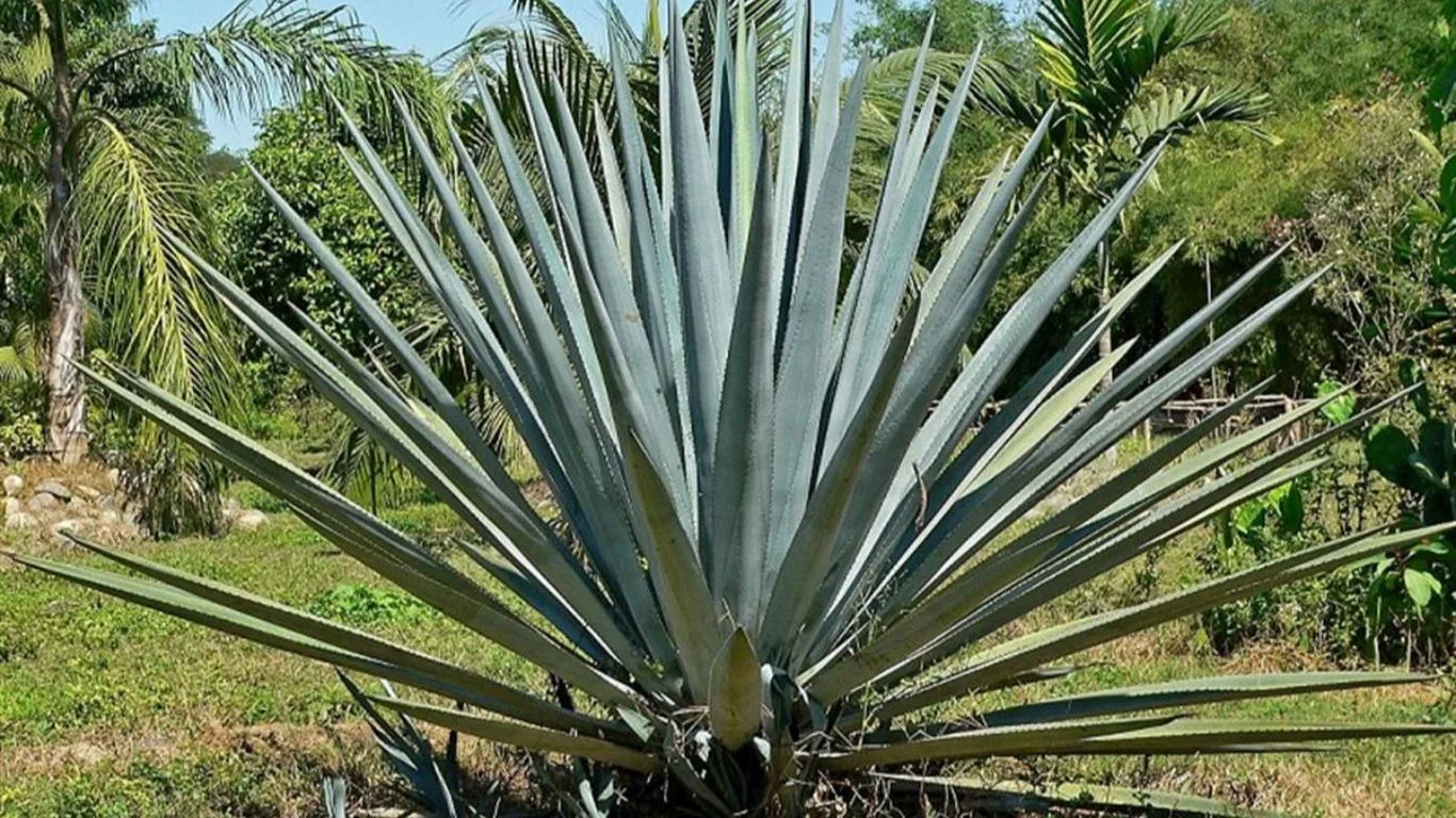 agave