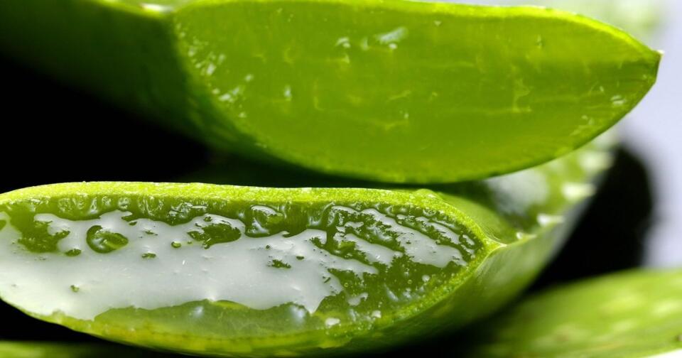 aloe-vera
