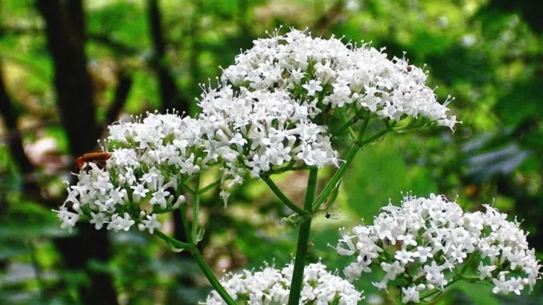 kedi-otunun-faydalari-nelerdir