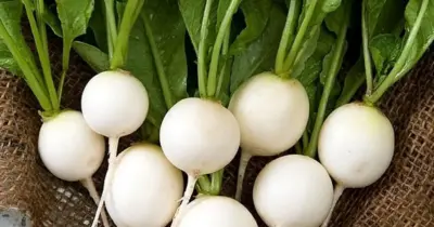 beyaz-turpun-faydalari