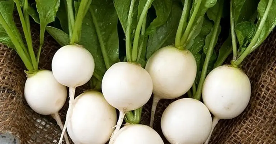 beyaz-turpun-faydalari