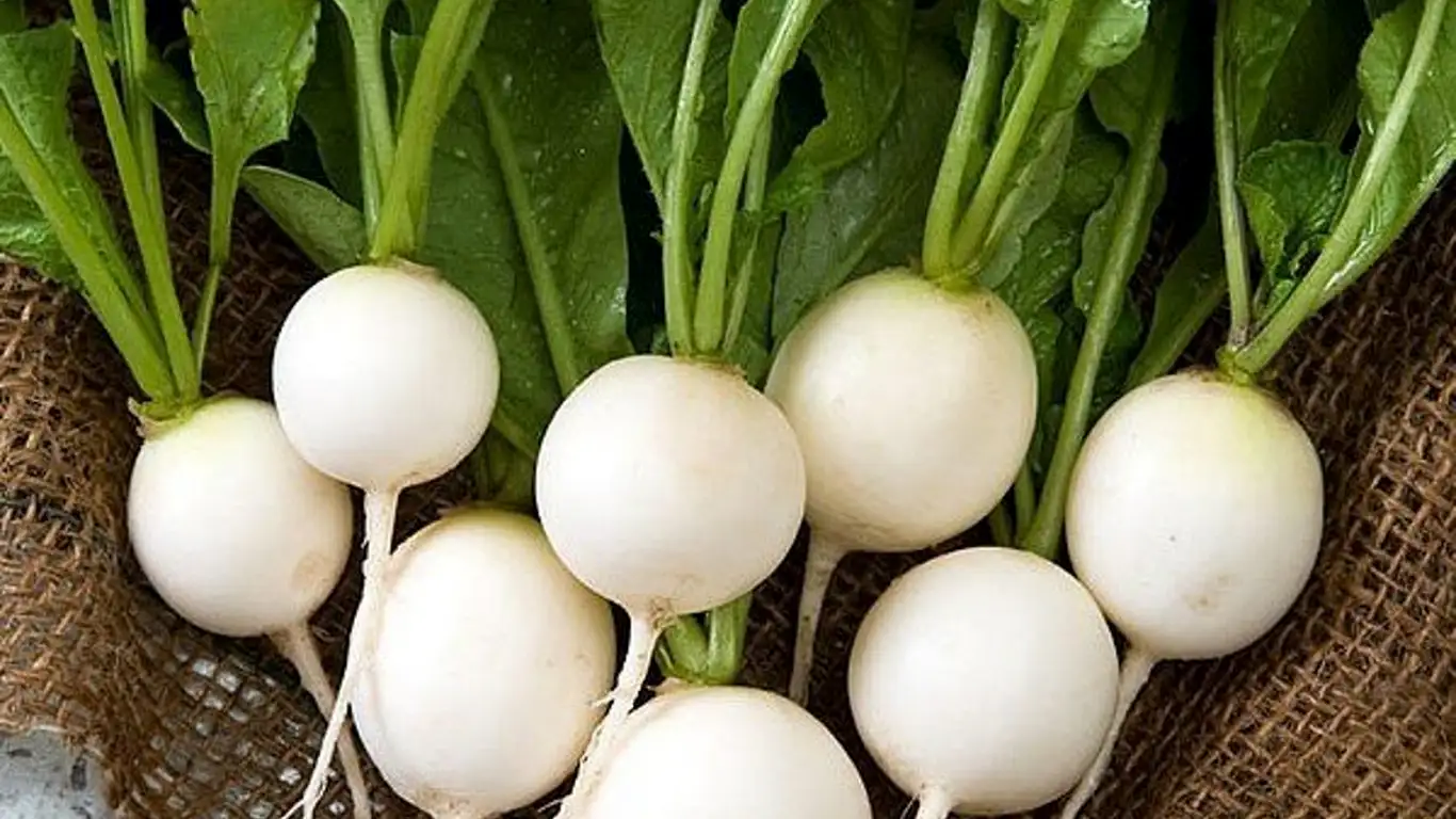 beyaz-turpun-faydalari